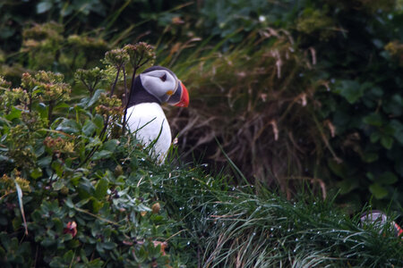 islande 31-08-2018, IMG_4277-2
