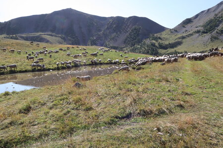 20180827-0914 GR5-53 modane menton, IMG_0235 troupeau à la borne 44a _ le lauzarouotte