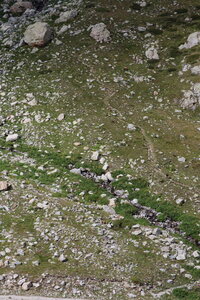 20180827-0914 GR5-53 modane menton, IMG_0342 chamois en contebas du refuge de nice