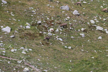 20180827-0914 GR5-53 modane menton, IMG_0344 chamois en contebas du refuge de nice
