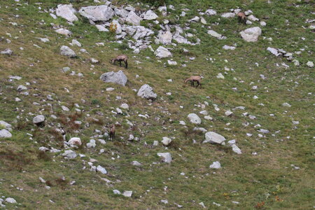 20180827-0914 GR5-53 modane menton, IMG_0345 chamois en contebas du refuge de nice