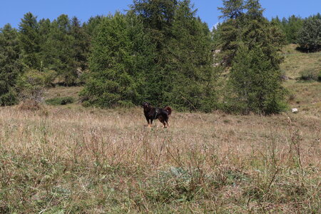 20180827-0914 GR5-53 modane menton, IMG_0251 un patou acariatre dans la descente vers st etienne de tinee