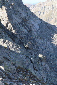 20180827-0914 GR5-53 modane menton, IMG_0363 groupe de bouquetins sur les pentes du basto