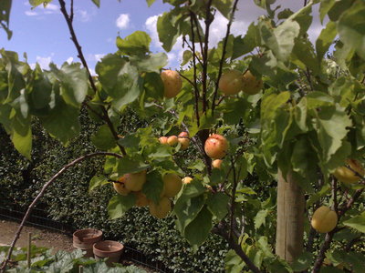 diden94, 15072010458