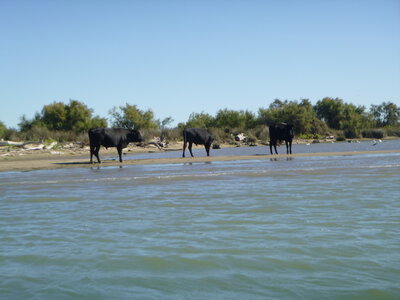 camargues_23sept2018, P1000056