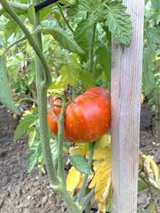 diden94, 13082010581