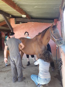 les femmes et les hommes qui murmuraient  aux oreilles des chevaux, 20180923_104438