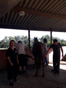 les femmes et les hommes qui murmuraient  aux oreilles des chevaux, 20180923_104520