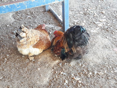 les femmes et les hommes qui murmuraient  aux oreilles des chevaux, 20180922_164123