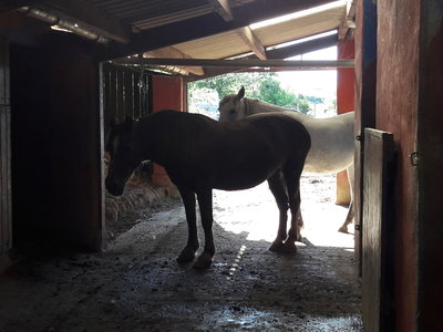 les femmes et les hommes qui murmuraient  aux oreilles des chevaux, 20180922_165723