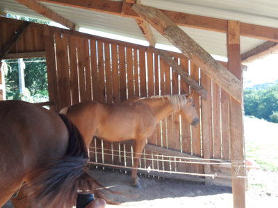 les femmes et les hommes qui murmuraient  aux oreilles des chevaux, 20180923_103101