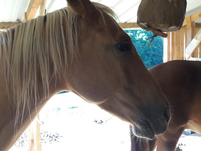 les femmes et les hommes qui murmuraient  aux oreilles des chevaux, 20180923_103148