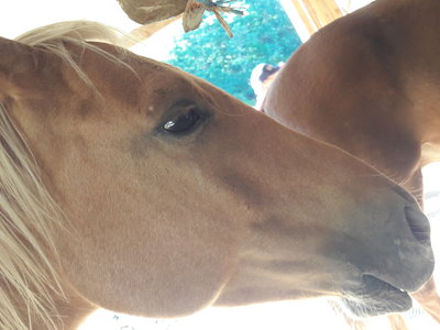 les femmes et les hommes qui murmuraient  aux oreilles des chevaux, 20180923_103202