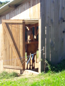 les femmes et les hommes qui murmuraient  aux oreilles des chevaux, 20180923_103432
