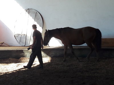 les femmes et les hommes qui murmuraient  aux oreilles des chevaux, 20180923_105228