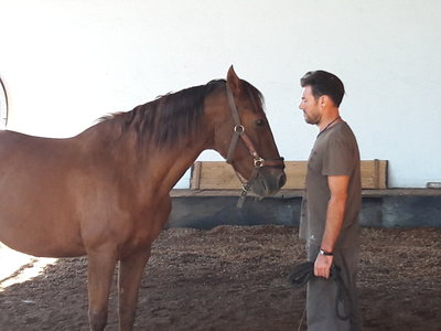 les femmes et les hommes qui murmuraient  aux oreilles des chevaux, 20180923_105720