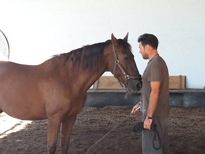 les femmes et les hommes qui murmuraient  aux oreilles des chevaux, 20180923_105724
