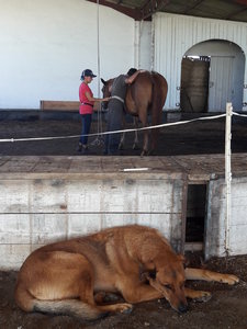 les femmes et les hommes qui murmuraient  aux oreilles des chevaux, 20180923_155659