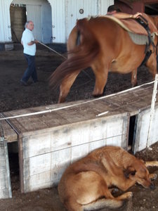 les femmes et les hommes qui murmuraient  aux oreilles des chevaux, 20180923_160011