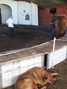 les femmes et les hommes qui murmuraient  aux oreilles des chevaux, 20180923_160013