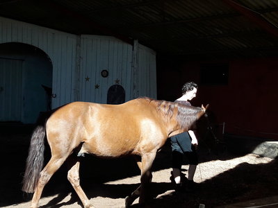 les femmes et les hommes qui murmuraient  aux oreilles des chevaux, 20180923_105912