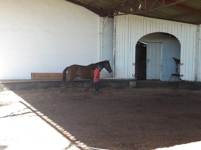 les femmes et les hommes qui murmuraient  aux oreilles des chevaux, 20180923_111753