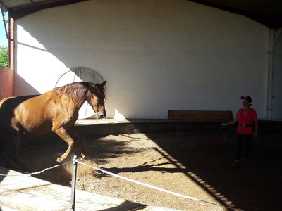 les femmes et les hommes qui murmuraient  aux oreilles des chevaux, 20180923_111804