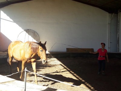 les femmes et les hommes qui murmuraient  aux oreilles des chevaux, 20180923_111805