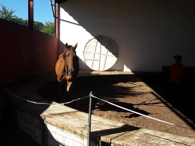 les femmes et les hommes qui murmuraient  aux oreilles des chevaux, 20180923_111818