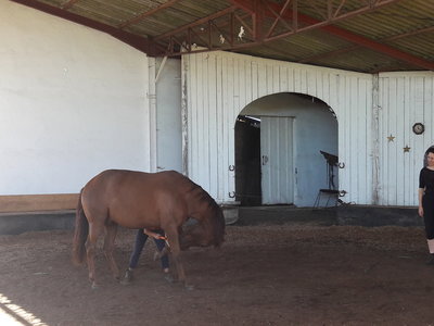 les femmes et les hommes qui murmuraient  aux oreilles des chevaux, 20180923_112213