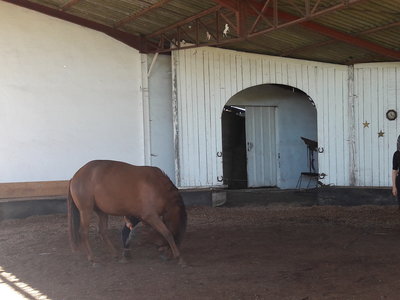 les femmes et les hommes qui murmuraient  aux oreilles des chevaux, 20180923_112216