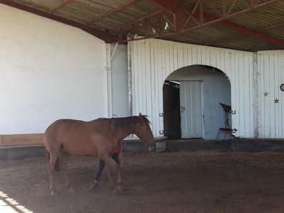 les femmes et les hommes qui murmuraient  aux oreilles des chevaux, 20180923_112217