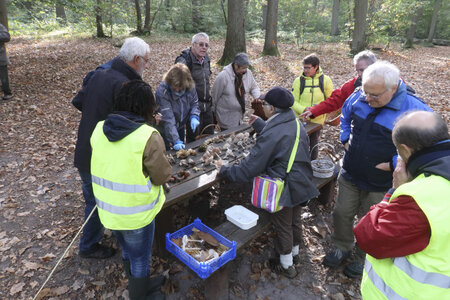 Sortie Mycologique 27-10-18, 10