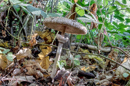 Sortie Mycologique 27-10-18, 7