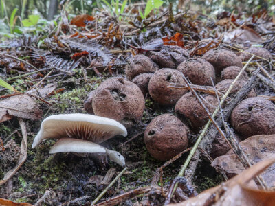 Sortie Mycologique 27-10-18, 4