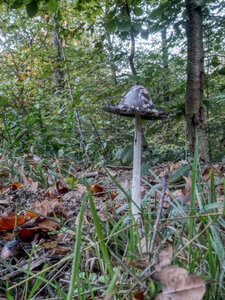 Sortie Mycologique 27-10-18, 3