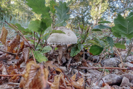 Sortie Mycologique 27-10-18, 1