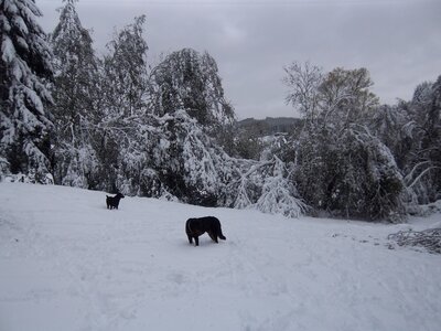 moromble sous la neige, IMGP0122