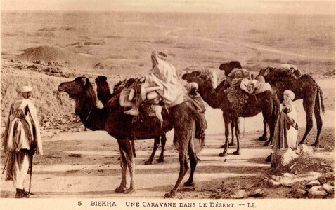 BISKRA : Cartes postales, Biskra.0005.Une caravane dans le désert.LL