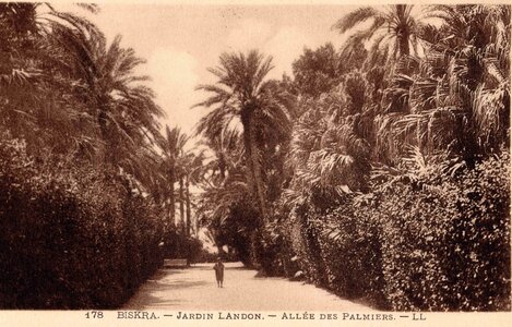 BISKRA : Cartes postales, Biskra.0178.Jardin Landon - Allée des palmiers.LL