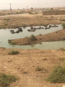 2017 IRAN, 007 Tchoga Zanbil