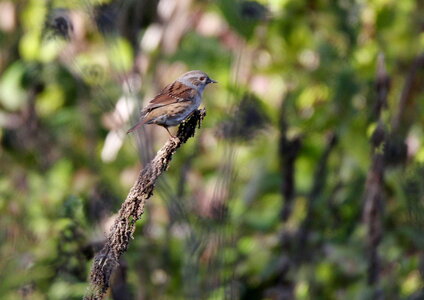 Oiseaux, IMG_3839 modifiée 2  