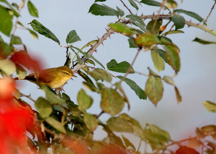 Oiseaux, IMG_3452 modifiée  