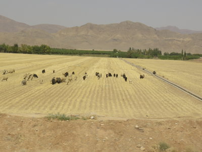 2017 IRAN, IMG_0631