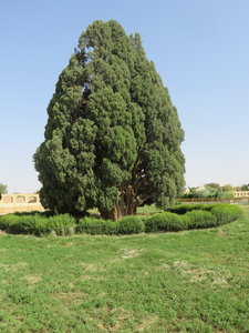 2017 IRAN, IMG_0661