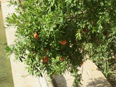 2017 IRAN, IMG_0690