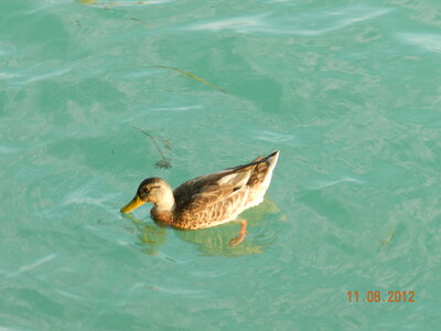 GARDA - ITALIE 2012, DSCN0583