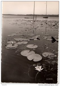 Cartes postales de Soustons, 03 Nenuphar