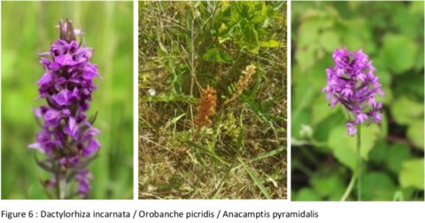 Urbanisation, 3 plantes remarquables-2