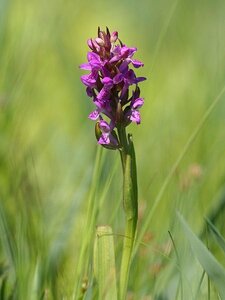 Urbanisation, 450px-Dactylorhiza_incarnata